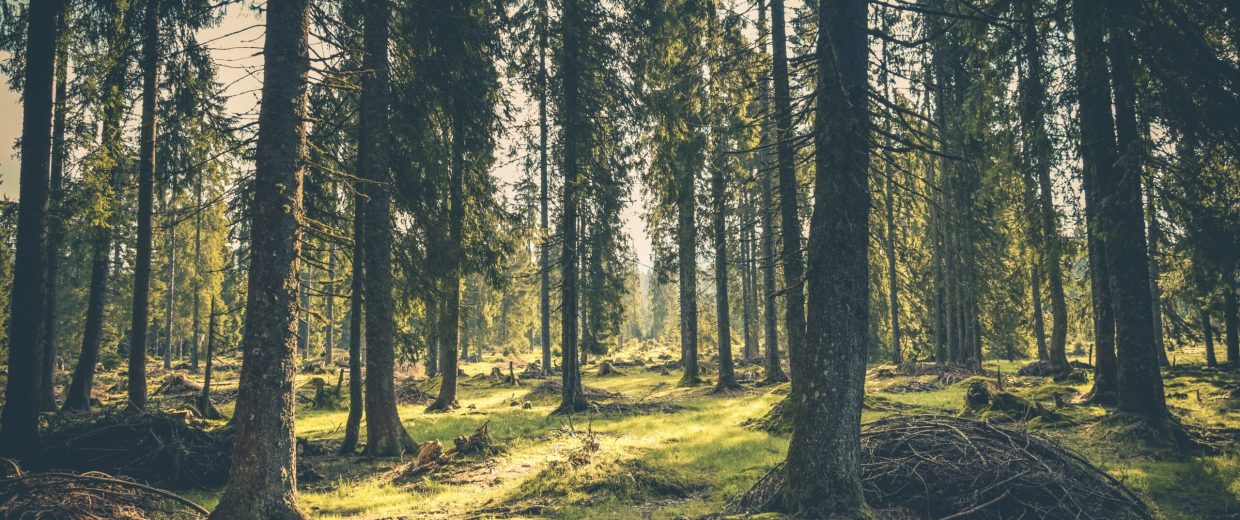 Adventure-Atmosphere-Conifer-418831-1-scaled